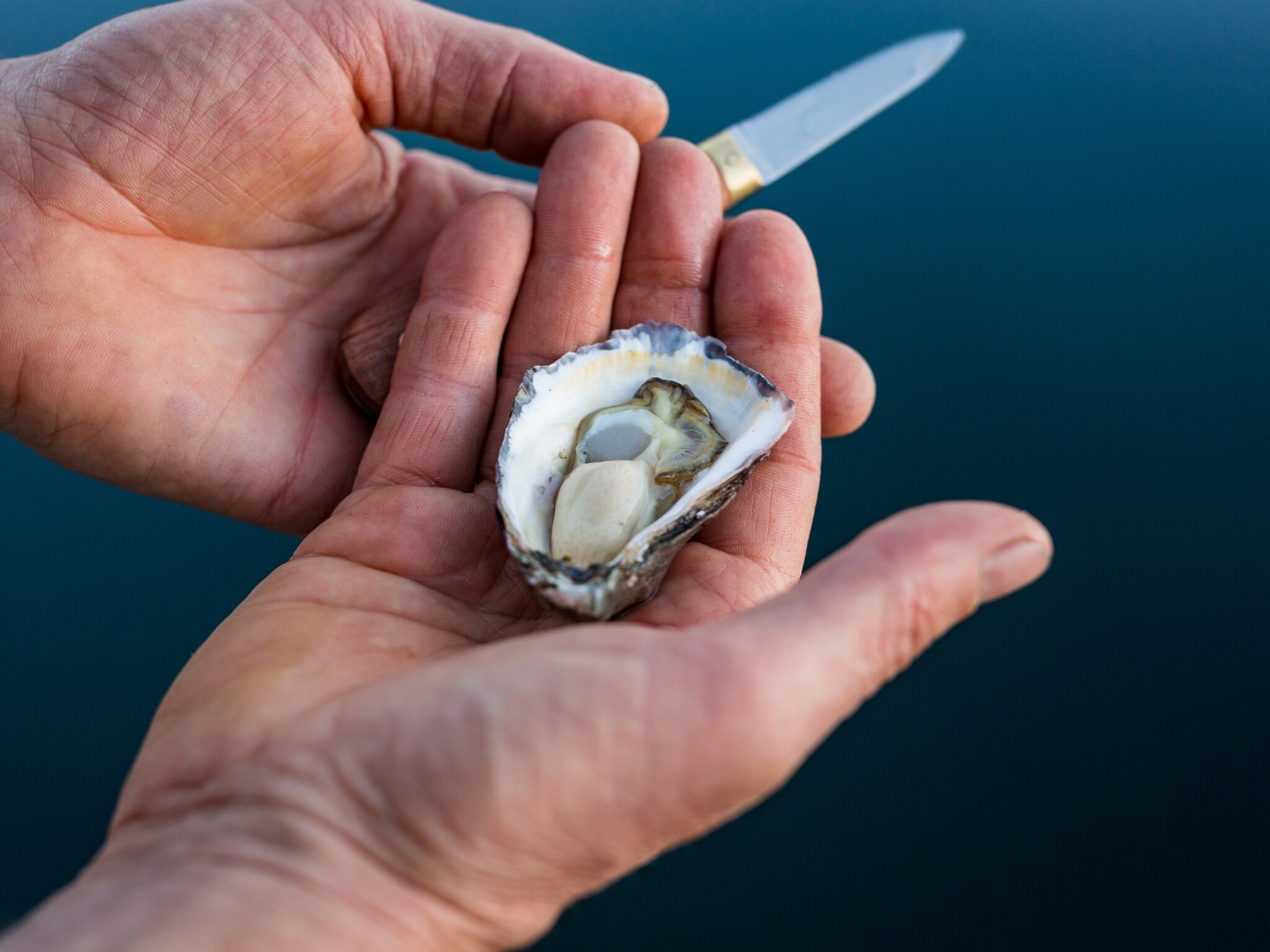 an oyster being held in the palm of someone's hand