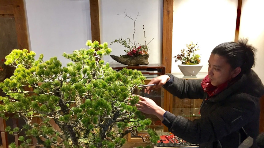 Bonsai master Masashi Hirao at work pruning a bonsai tree.