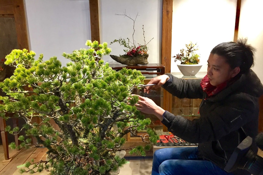 Bonsai master Masashi Hirao at work pruning a bonsai tree.