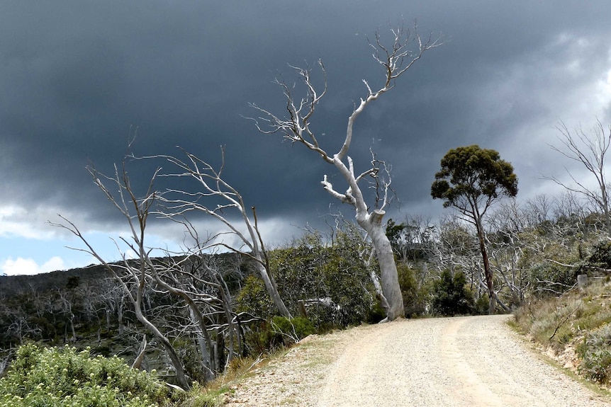 A tree and a gravel road in the Snowy Mountains