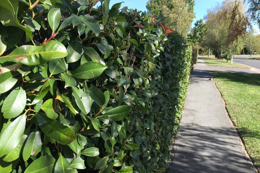 Hedges line the footpath in Barton, Canberra.