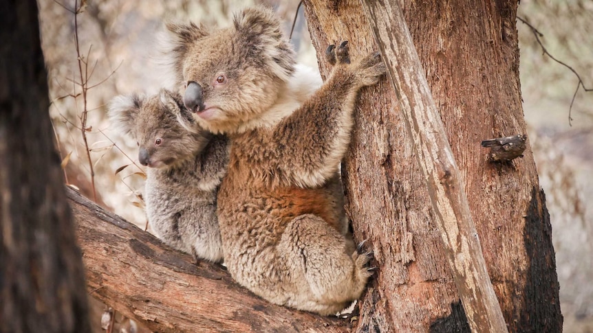 mother and Baby koala in a burnt tree