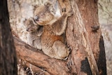 A mother and baby koala in a tree with burn marks on the trunk.
