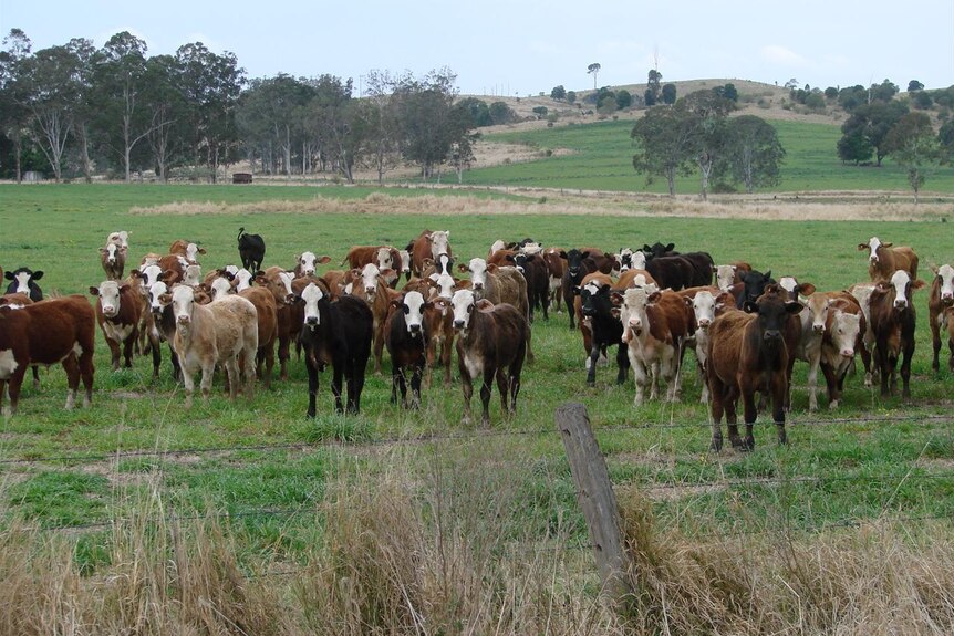 Organic cattle