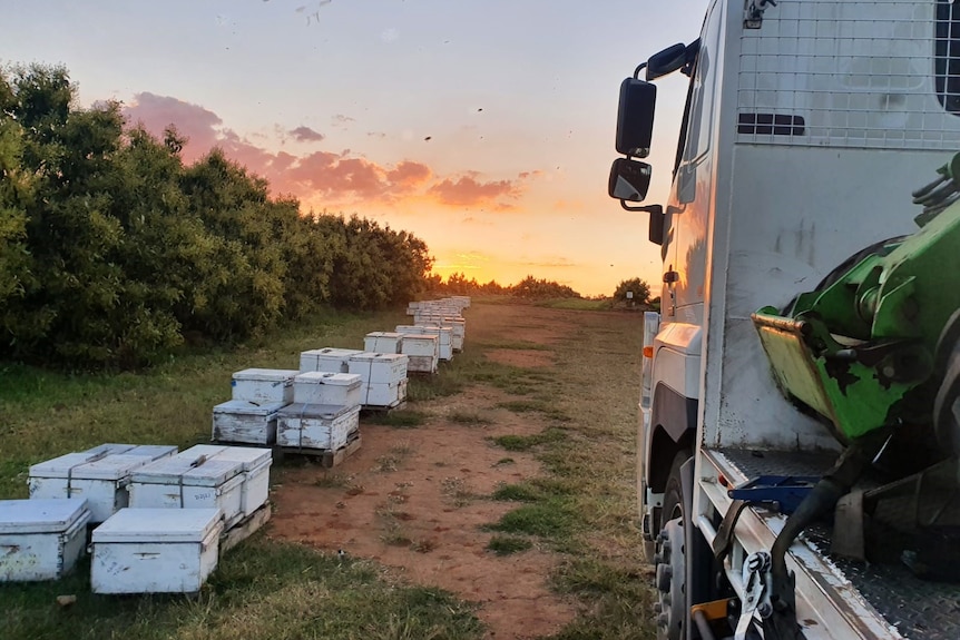 A truck next to bee hives along a line of avocado trees with bees flying around at sunset.