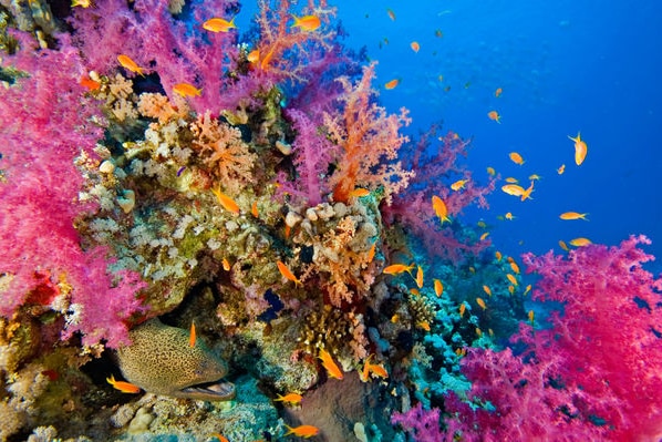 colourful coral reef