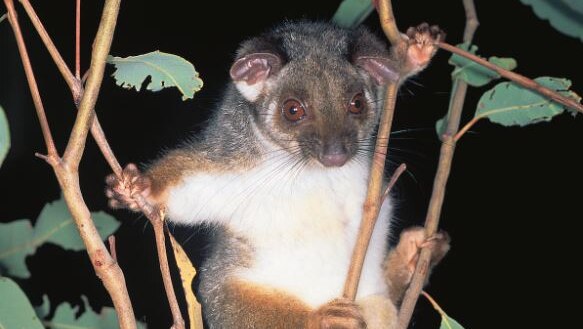 A brown possum clings to a branch