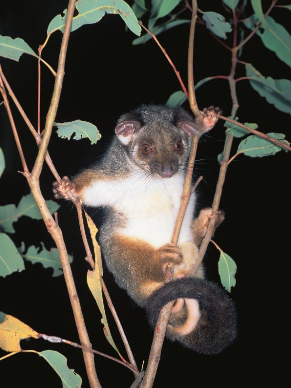 A brown possum clings to a branch