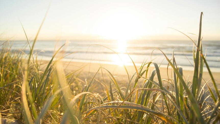 Photo of the sun rising over the ocean, taken at ground level with grass in the foreground