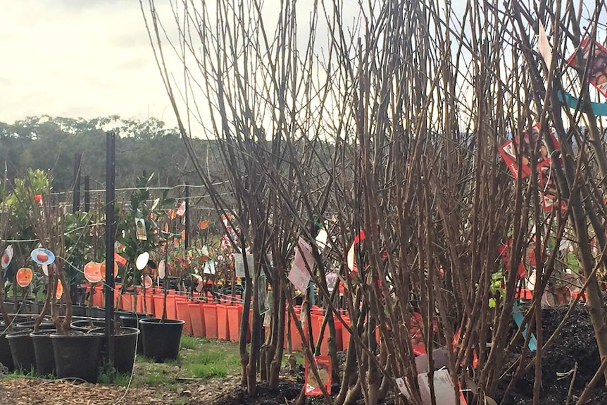 Fruit trees on a farm in Victoria's Yarra Valley