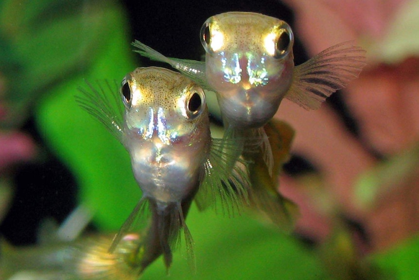 Beef steroid causing guppy mating changes with wider implications for other  species, research says - ABC News