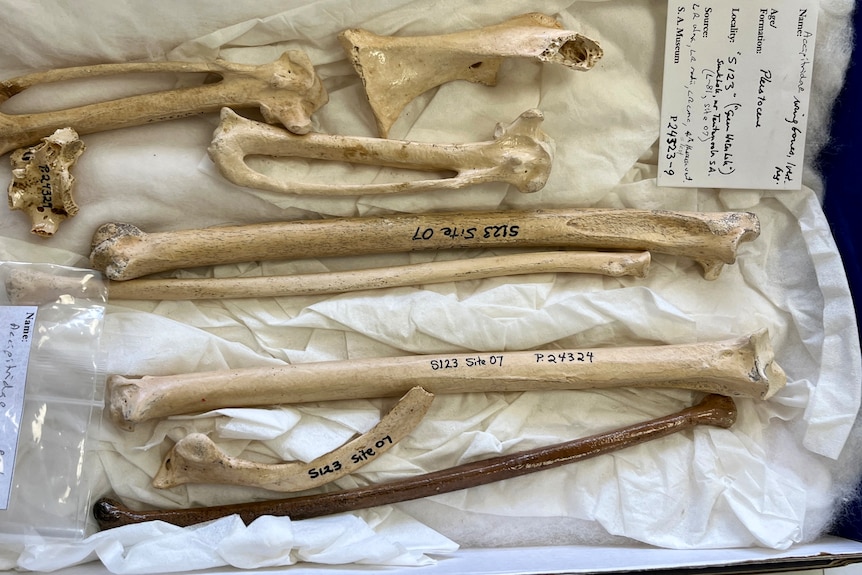 The bones of an animal laid out on an examination table