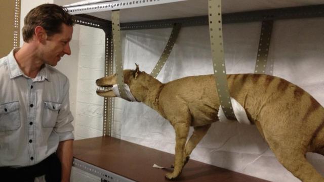 Unseen Tasmanian Tiger Photo And Hair Renews Interest In Thylacine ...