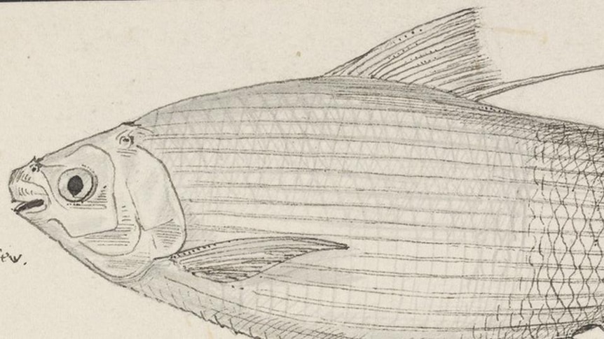 Line drawing of fish