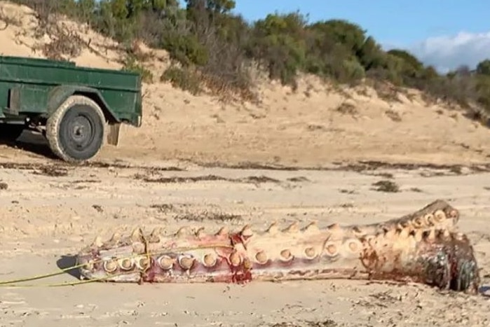 Whale bottom jaw cut out and lying on the sand in midground, trailer on left