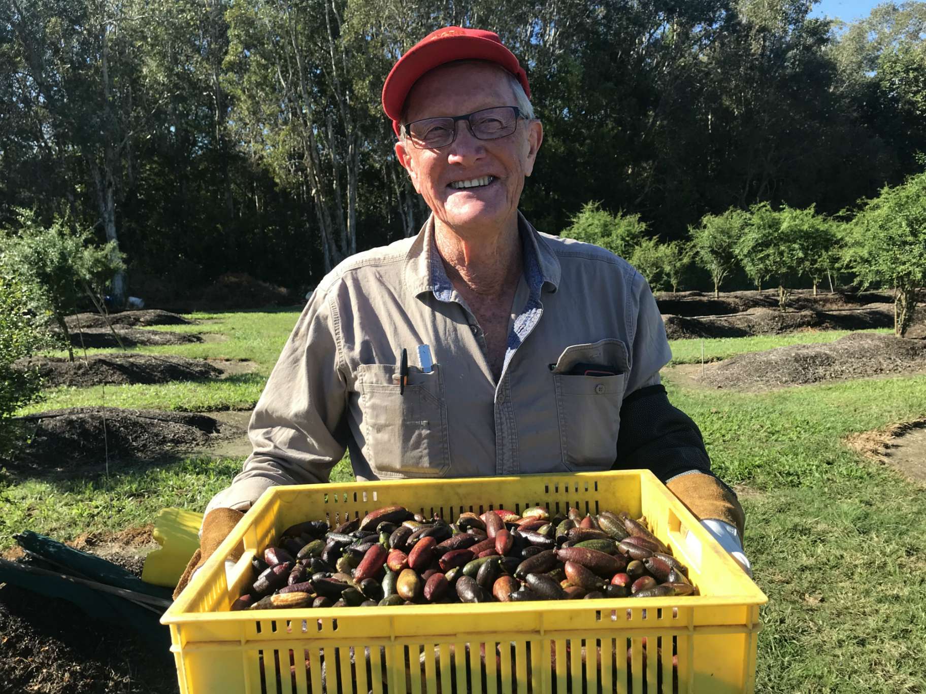 An older man wearing a red cap and dressed in work clothes smiles while holding a tray of fruit.