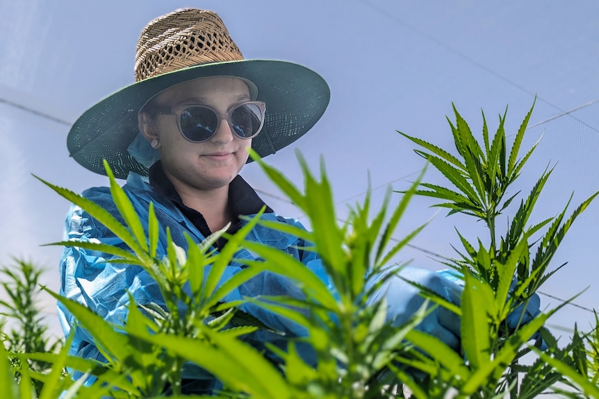 Serena, a young fair-skinned woman in a straw hat, sunglasses and a medical gown inspects cannabis plants.
