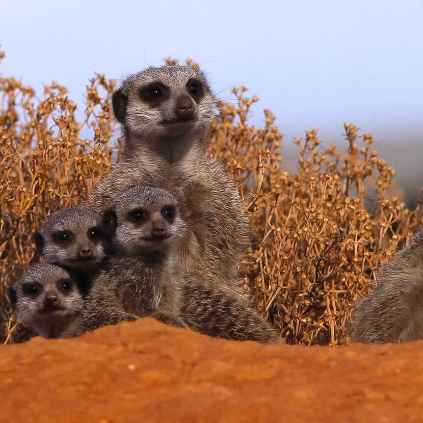 A family of meerkats huddle in some grasses