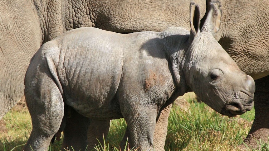 A white rhino calf has been born at a NSW zoo