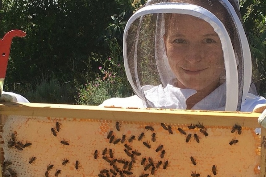 A woman in a beekeeping suit holds up part of a hive with bees.