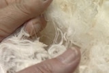 The wool industry ... under threat?