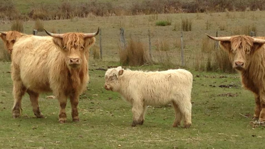 Three shaggy Scottish Highland cattle standing in a paddock.