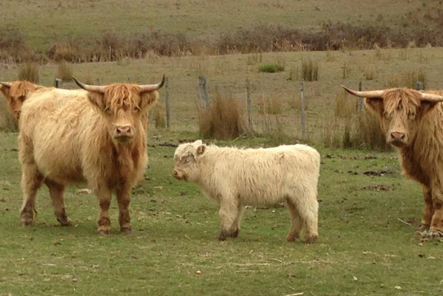 Three shaggy Scottish Highland cattle standing in a paddock.