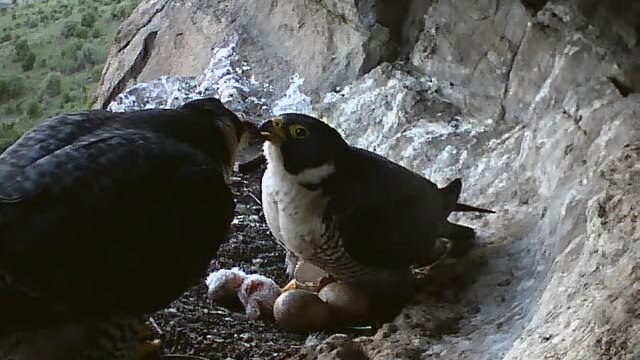 The female peregrine feeds the male while he broods the newly hatched chicks.