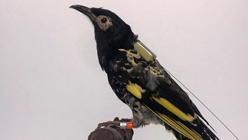 A model of a honeyeater fixed with a test satellite tracker