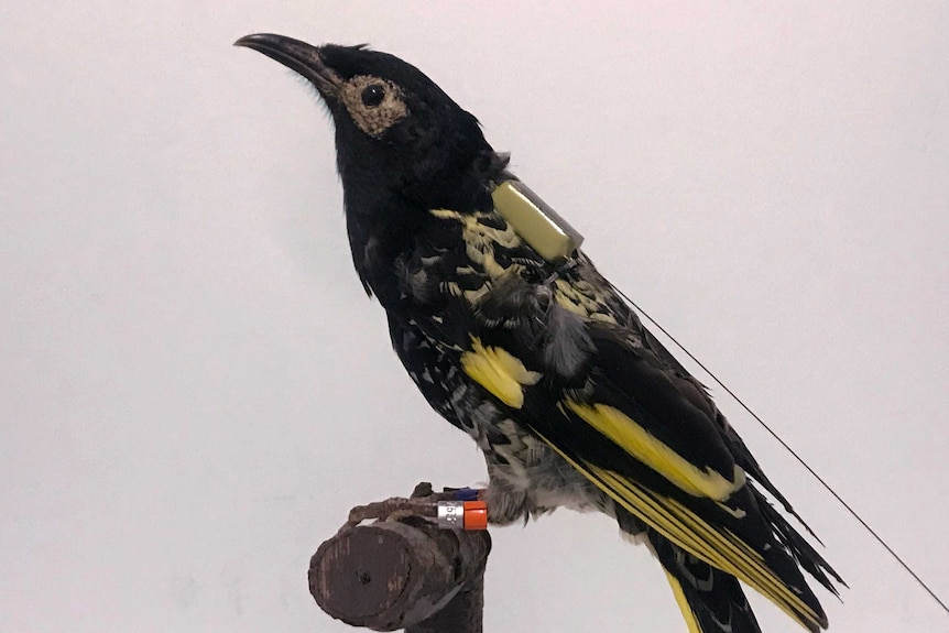 A model of a honeyeater fixed with a test satellite tracker