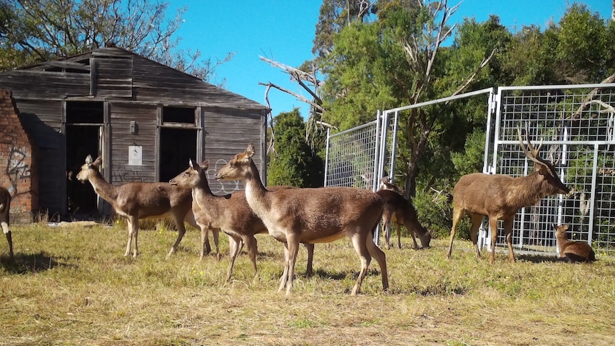 Six feral deer stand in a field surrounded by a fence and old shed