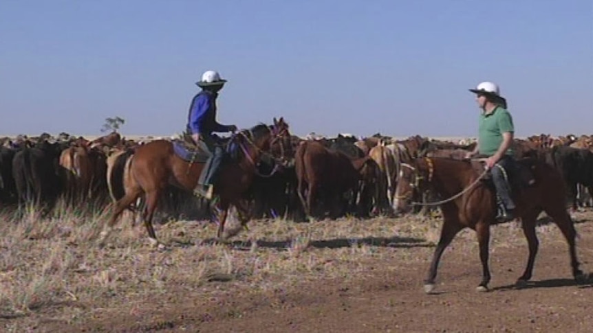 Drovers in the fourth biannual "Stock Up for Hope cattle drive in central-west Qld