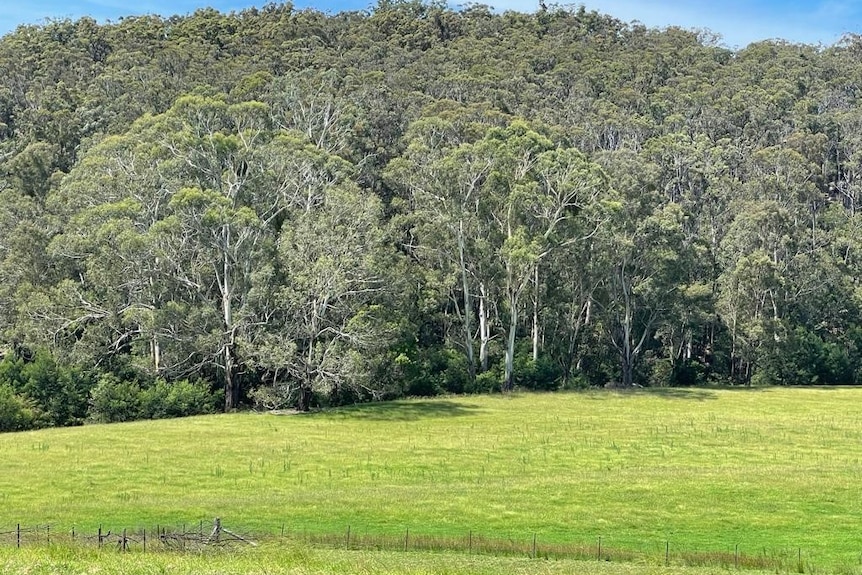 Paddock with trees in the background