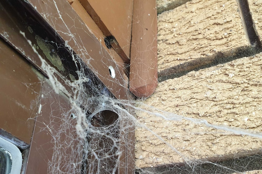 Black house spider web