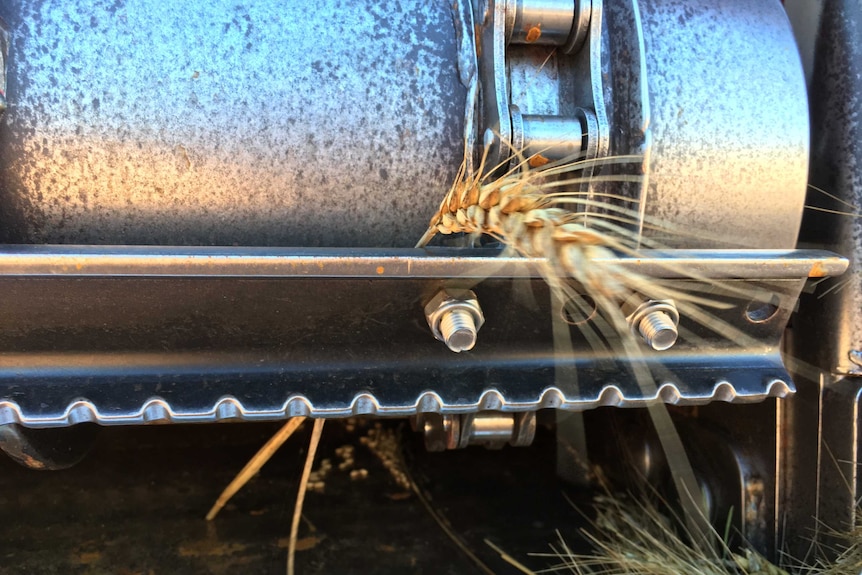 Wheat in a harvester