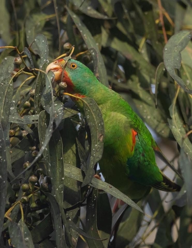 Un loro verde brillante comiendo un pequeño insecto de una hoja de un árbol de caucho.