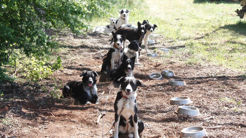 Sheep dogs waiting patiently at the trials in Campbell Town