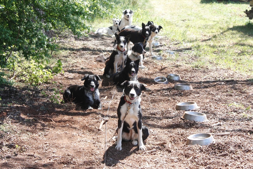 Sheep dogs waiting patiently at the trials in Campbell Town