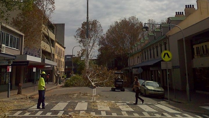 Council workers remove trees in Newcastle's King Street.