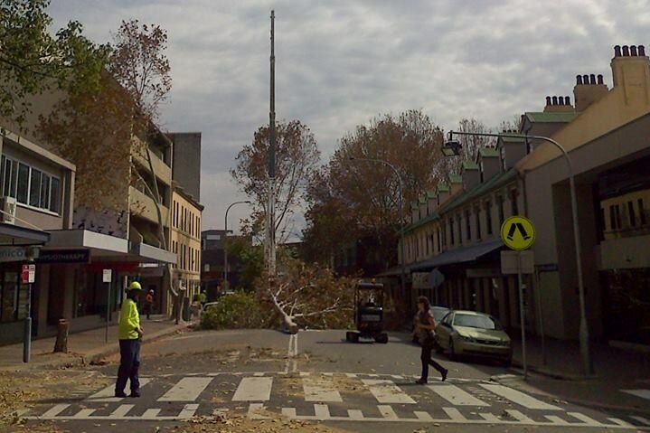 Council workers remove trees in Newcastle's King Street.