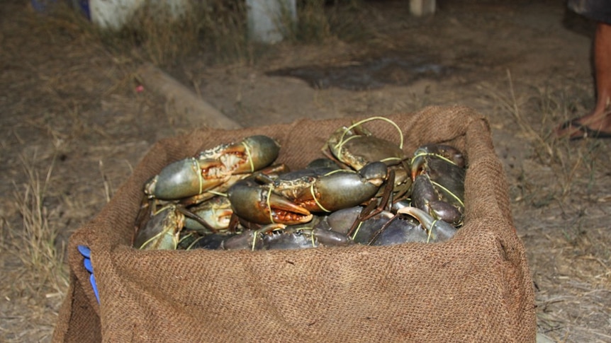 crabs in a box lined by a hessian bag