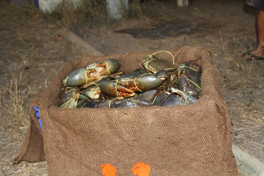 crabs in a box lined by a hessian bag