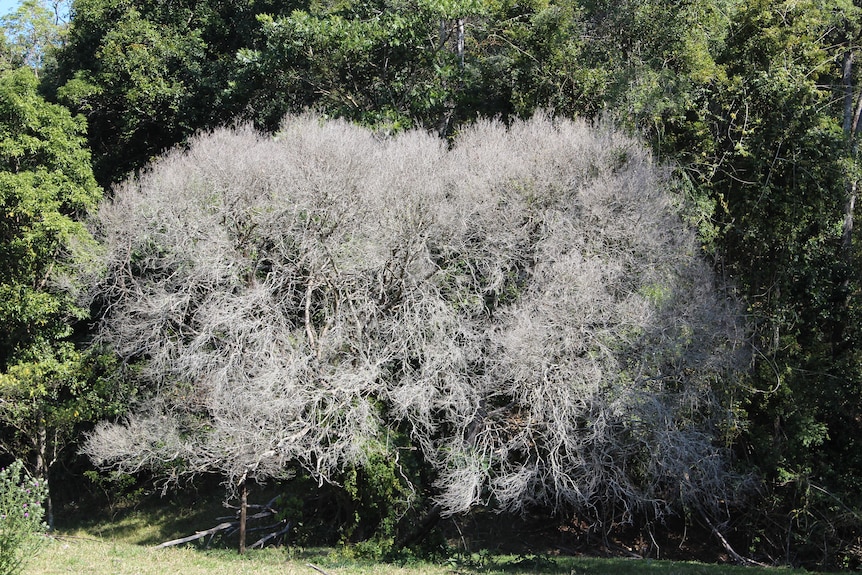 A dead Silky Myrtle tree