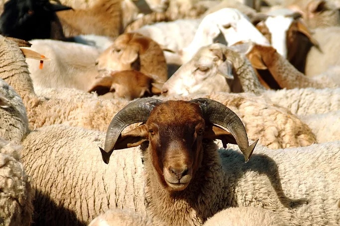 A mob of Damara sheep at Quobba Station.