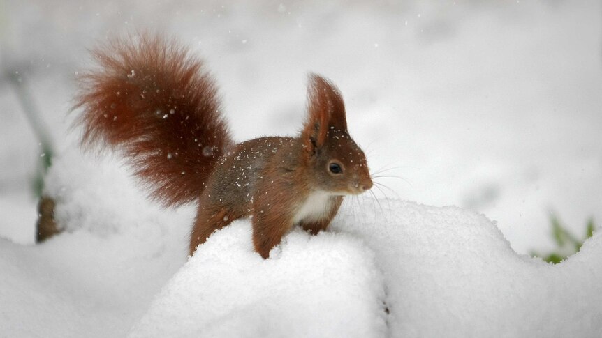 Squirrel sits in snow