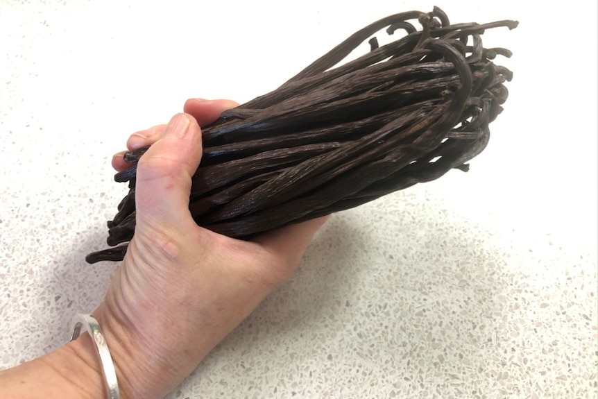 A hand clutching several dozen chocolate coloured dried vanilla beans.