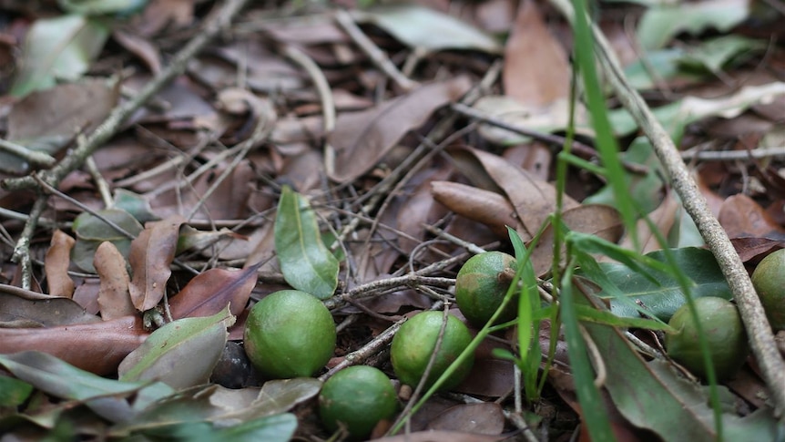 Immature macadamia nuts