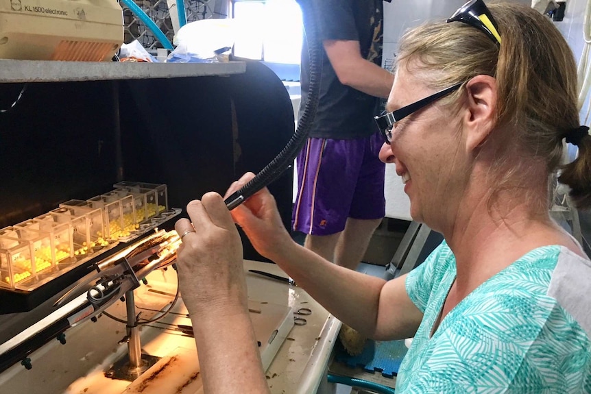 Female pearl technician seeding a pearl with surgical tools