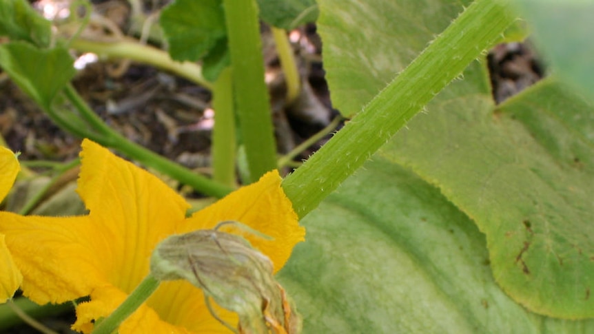 A pumpkin growing in a home garden