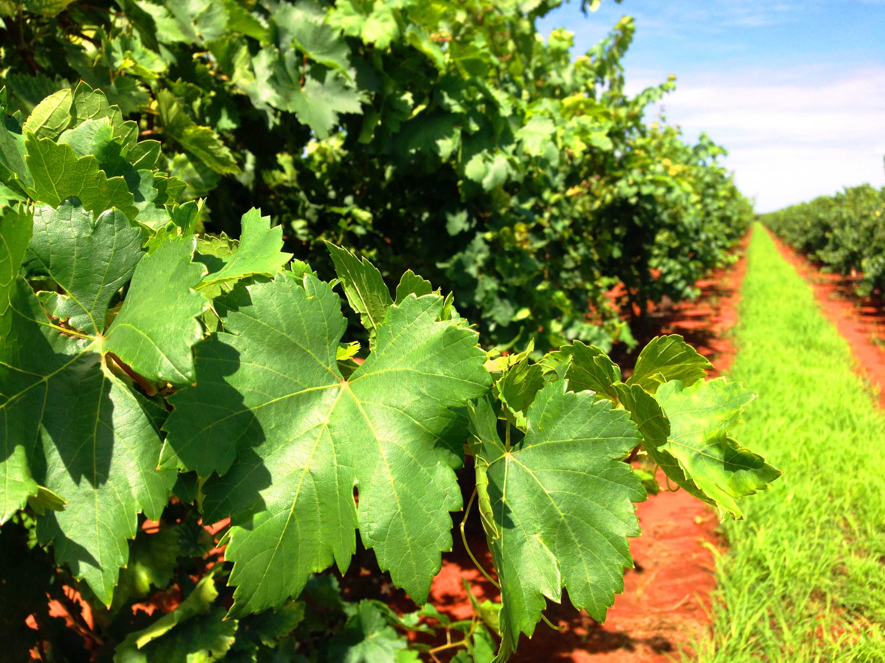 Central Australian table grape season looking good but rain and competition threatens ABC News